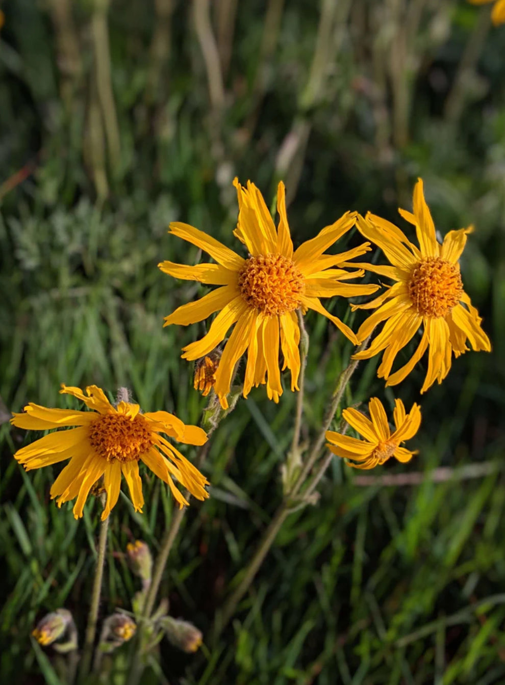 Arnica